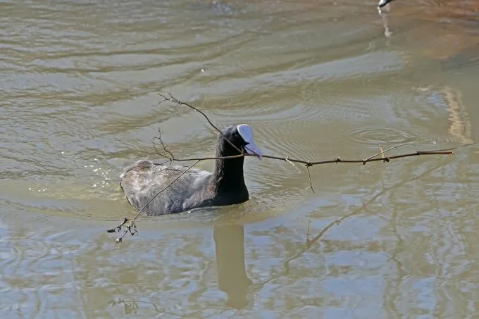 A Eurasian coot bird (black feathers with a white beak and forehead) swimming with a twig in its beak.