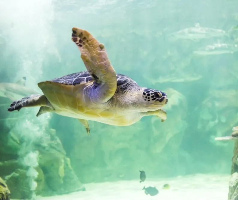 A turtle swimming in an aquarium.