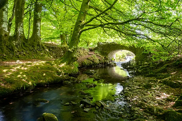 Sunlight coming through a canopy of trees in a forest with a stream running through underneath a small stone bridge.