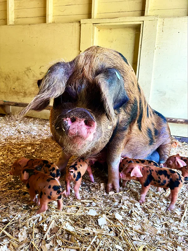 A rare Oxford Sandy and Black pig with a litter of piglets. 