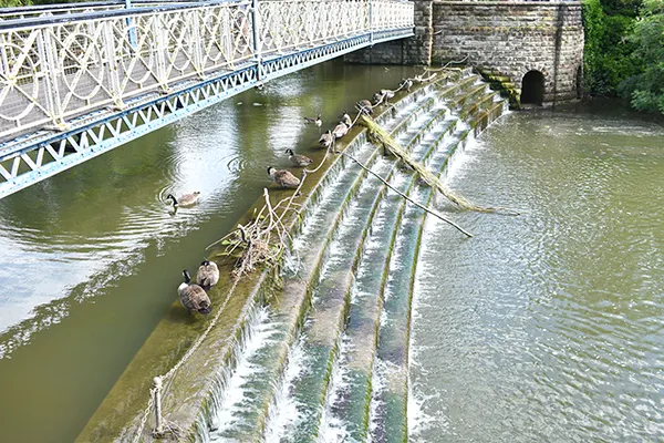 A metal bridge over a river with stone steps in the water and lots of brown geese sitting on the top step. 
