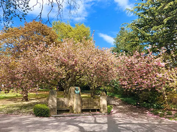 Trees with pink blossom in a park. 