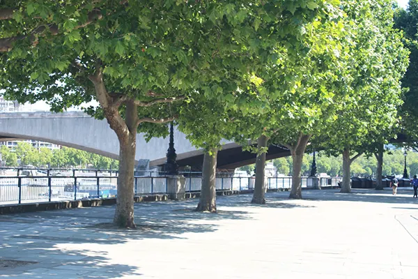 The riverside walk next to the Thames in central London with trees lining the path and a bridge in the background. 
