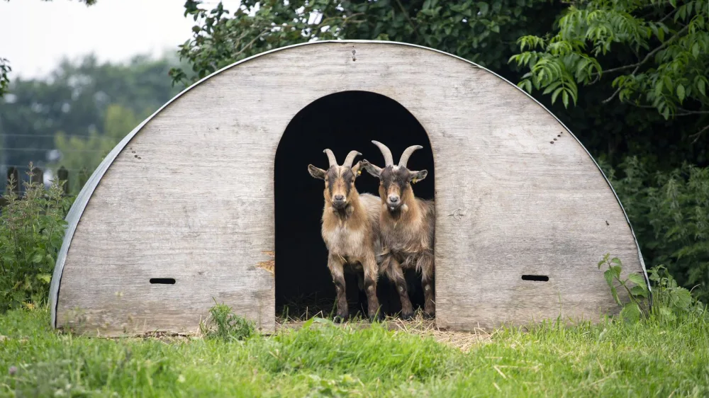 2 goats standing in a wooden hut looking directly at the camera.