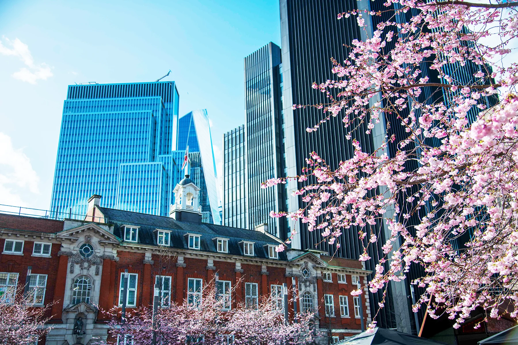 A view of the city of London with skyscrapers in the background and trees with pink blossom in the foreground. 