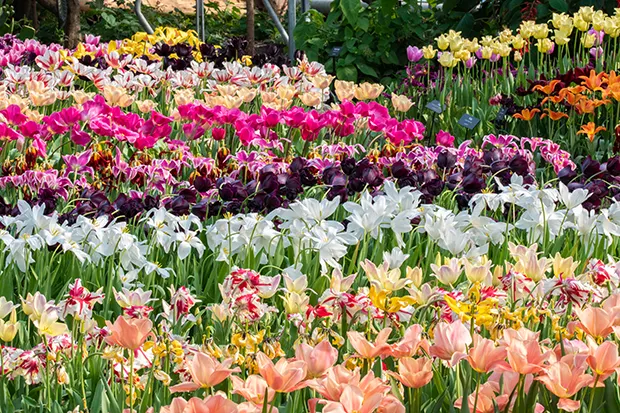 Rows of colourful flowers.