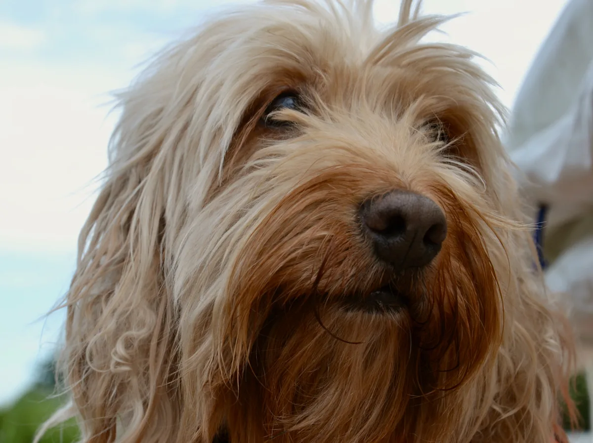 Cockapoo Train Train Train Travel with Pets | National Rail