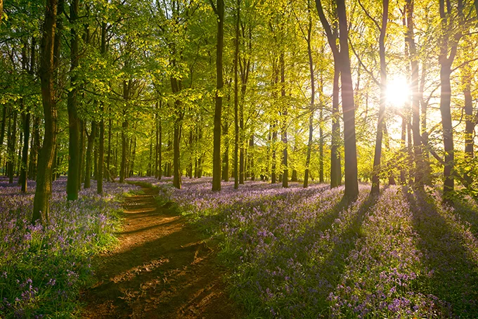 Sunlight shining through the trees in a quiet forest in springtime, with a carpet of flowers and a dirt path below.