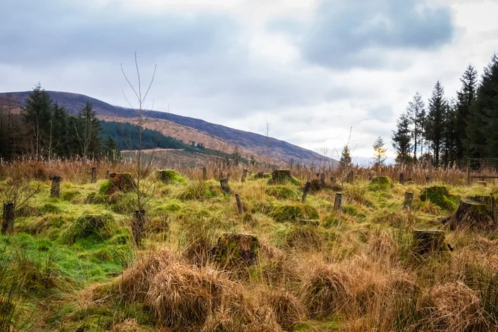 A landscape of rugged green grasses with pine trees behind and hills in the background. 
