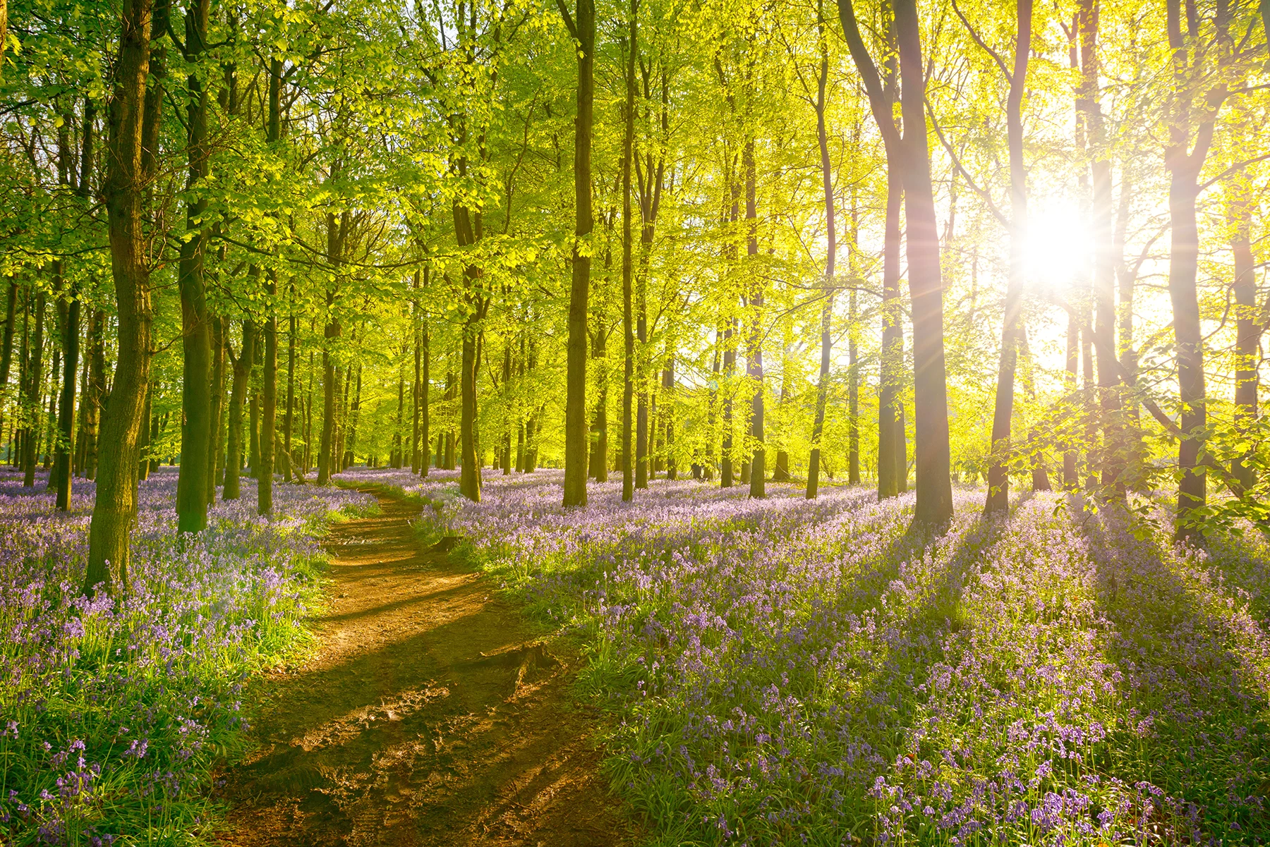 Sunlight shining through the trees in a quiet forest in springtime, with a carpet of flowers and a dirt path below.