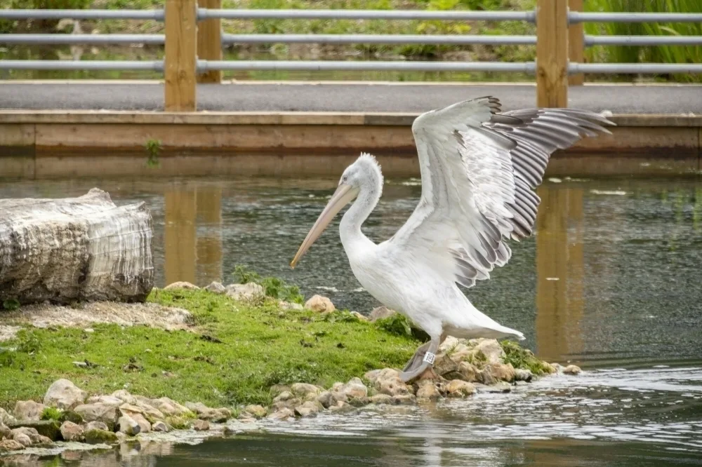 A pelican flapping its wings, it is perching on the edge of body of water with a pedestrian bridge behind it.