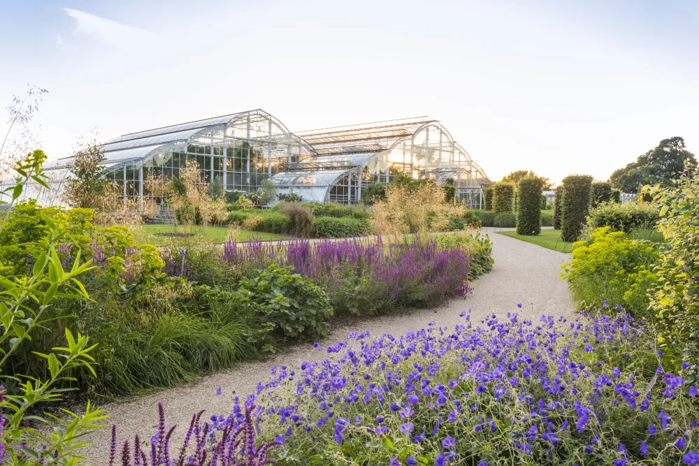 A path lined with purple flowers leading to 2 large greenhouses. 