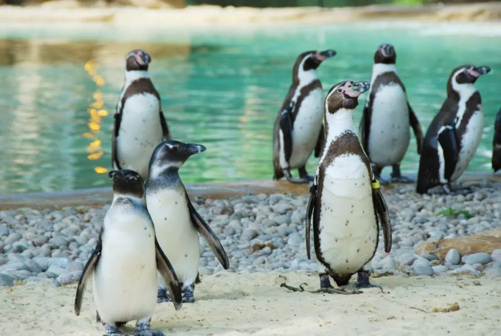 A group of penguins standing in front of a pond in a zoo.