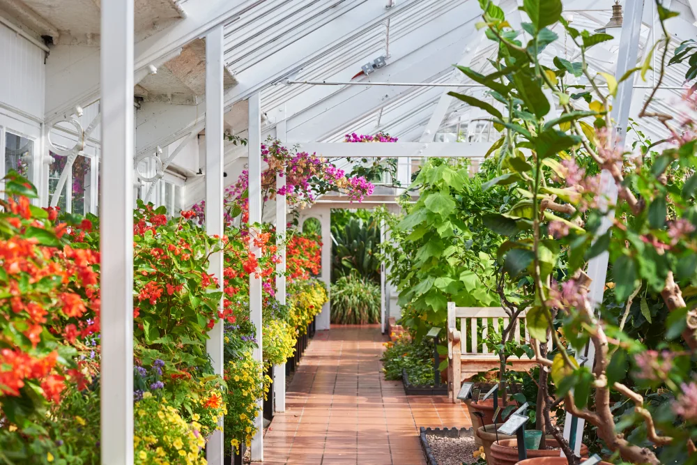 Inside a greenhouse with white beams and a terracotta floor, there are rows of brightly coloured plants on either side. 