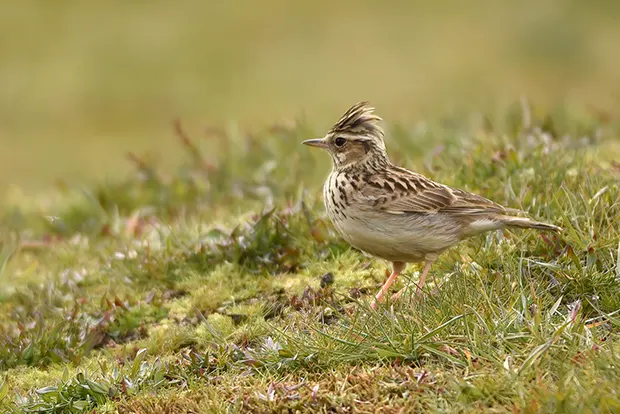 A woodlark, a bird with feathers in shades of brown, standing on grass. 