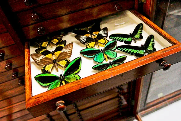Yellow and green butterfly specimens in a display drawer. 