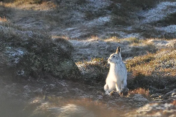 A hare sitting on grass with snowy patches. 