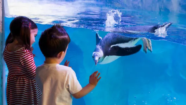 2 young children touching the glass of a large aquarium tank, where a penguin is swimming up to meet them.