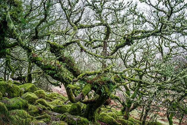 Ancient gnarled trees and moss-covered rocks in a wild forest.