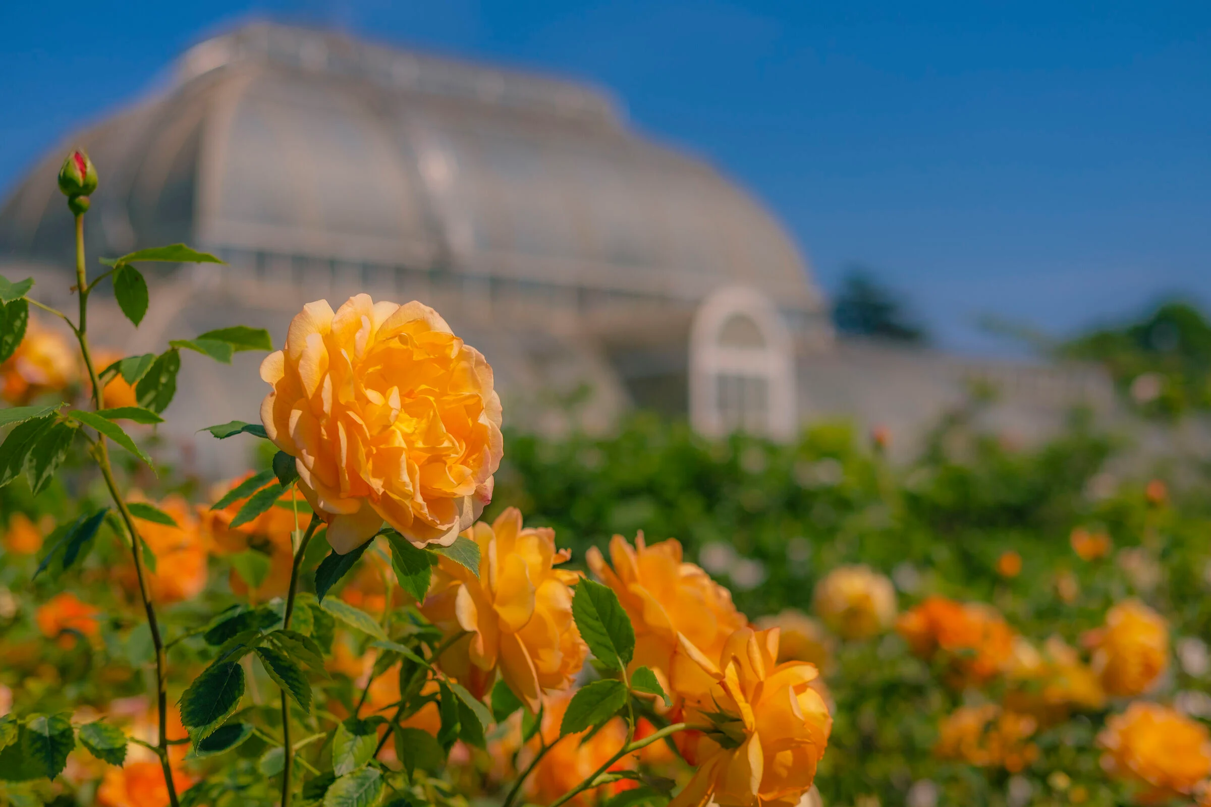 Bright orange flowers on a sunny day with a large glasshouse in the background. 