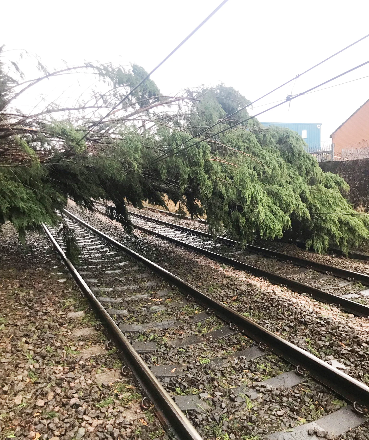 A large tree that has fallen across railway tracks, blocking the line