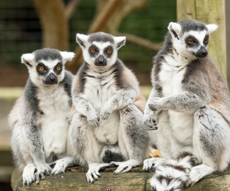 3 grey and white lemurs with orange eyes sitting on a tree branch in a zoo enclosure. 