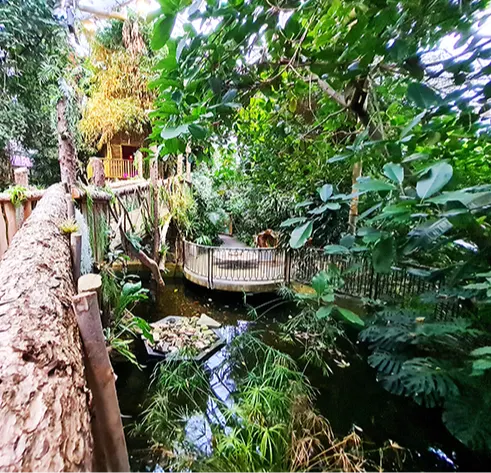 A wooden bridge over a pond, surrounded by dense tropical foliage.