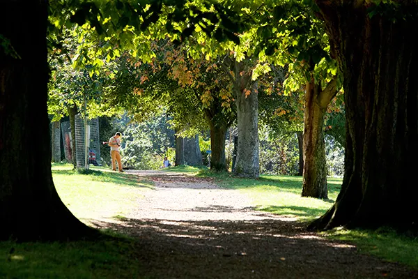 View down a tree-lined path in a park. 