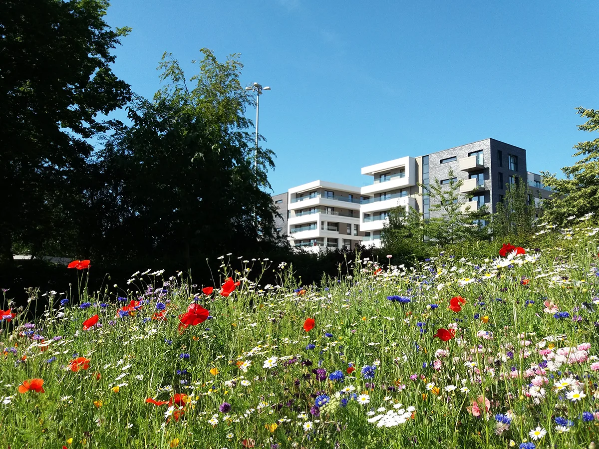 View from Stevenage Town Centre Gardens across colourful wild flowers, including red poppies and daisies, to concrete buildings against blue sky behind.