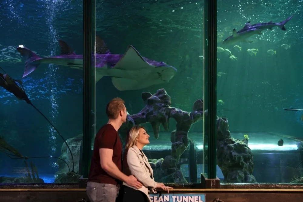 A white man and a white woman stand in front of a giant aquarium tank with a shark and small fish swimming behind them.
