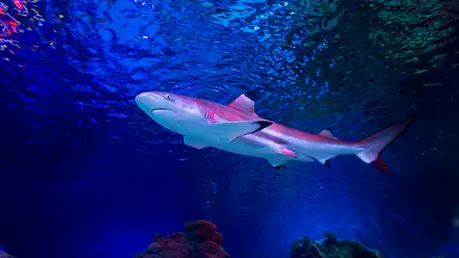 A shark in a aquarium.