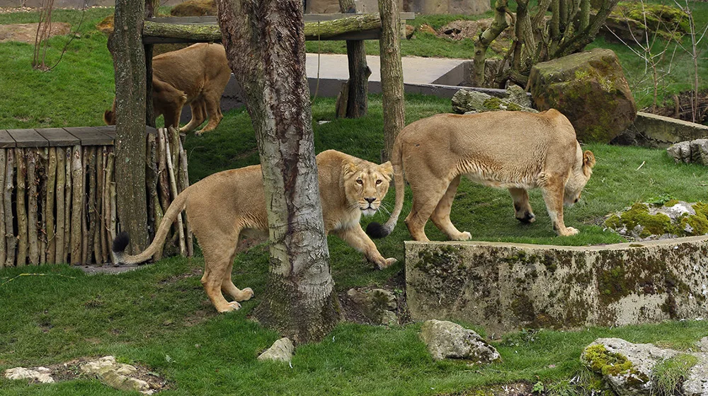 A group of lions on a grassy bank.
