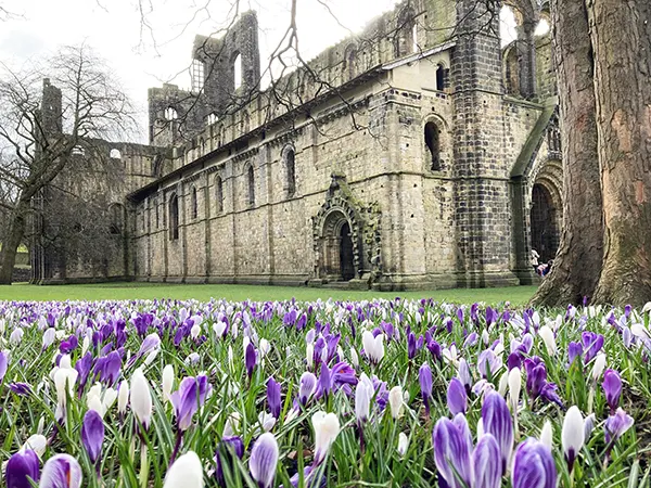 An ancient stone abbey with a blanket of purple and white flowers on a lawn in front. 