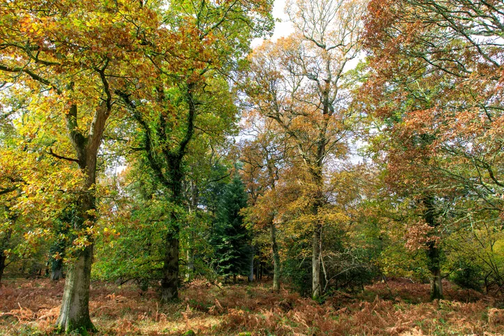 Trees with autumn leaves in the New Forest.