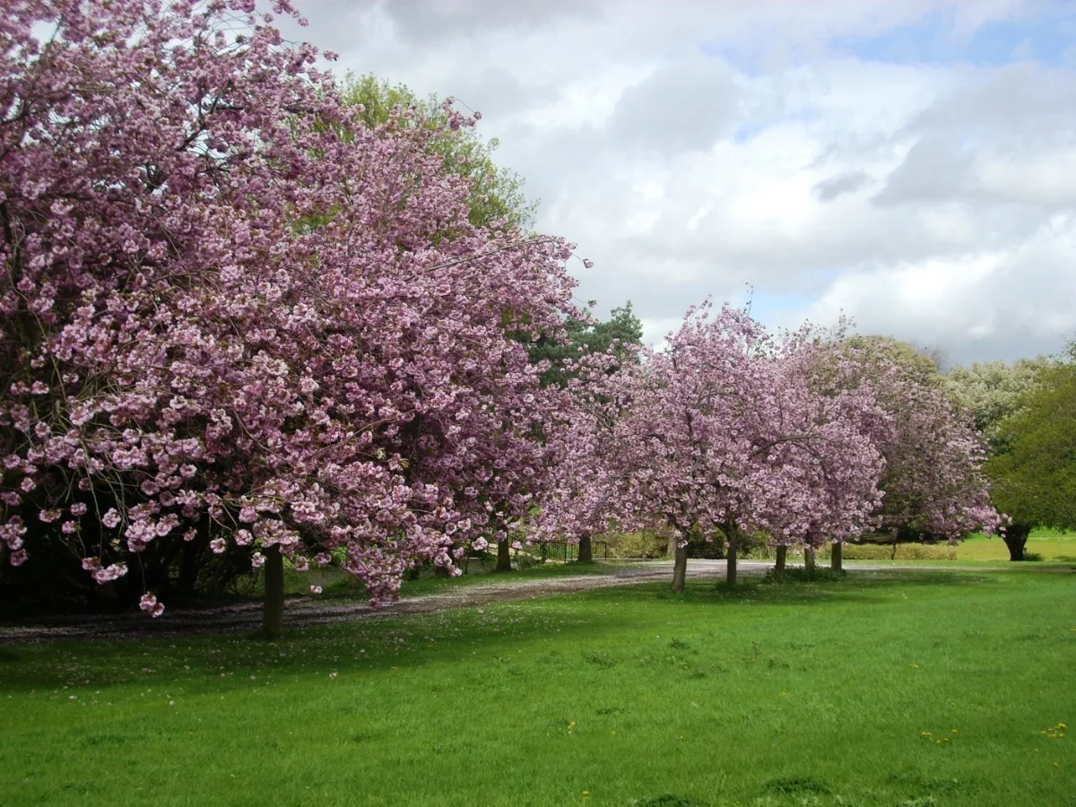 Row of pink cherry blossom trees in full bloom lining a path across a green lawn under a partly cloudy sky.