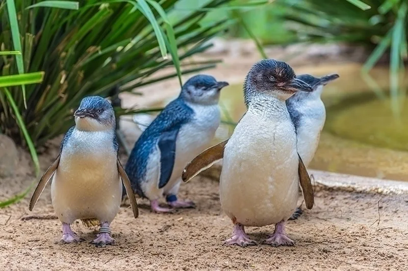 Penguin chicks walking on sand next to a pond. 
