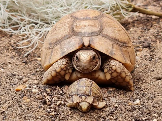Light brown colour adult turtle stands behind a baby light brown turtle. Both standing in brown gravel ground.