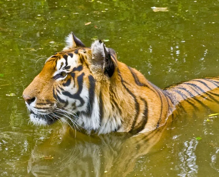 A tiger half submerged in green water.