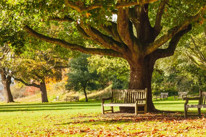 Tree sits in a park with bench at roots surrounded by leaves.