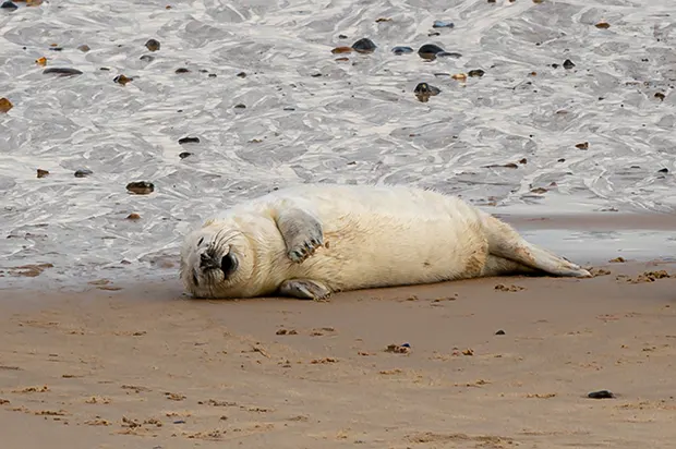 A white seal lying on a sandy beach.