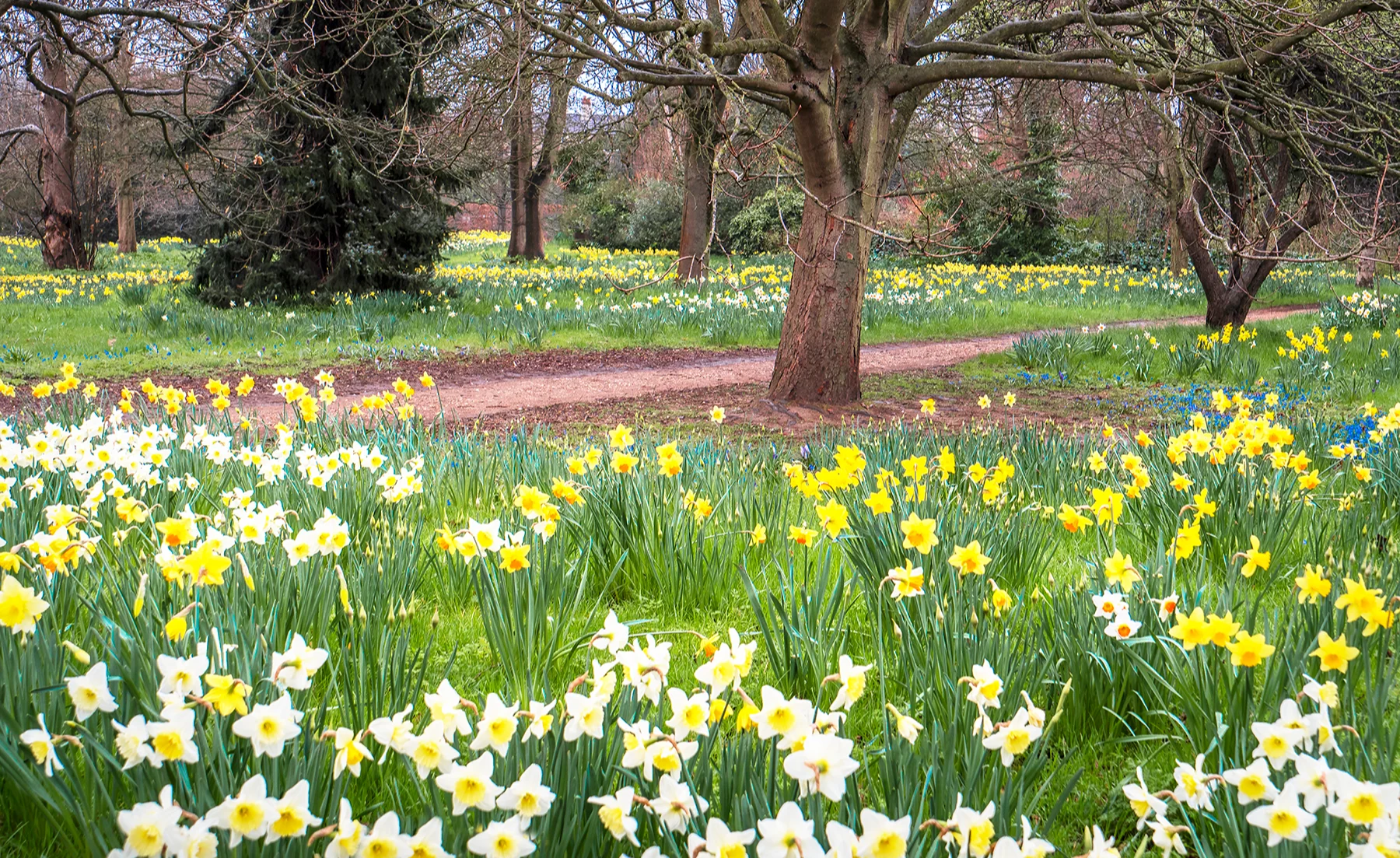 Hundreds of yellow and white daffodils surrounding trees and a dirt path.