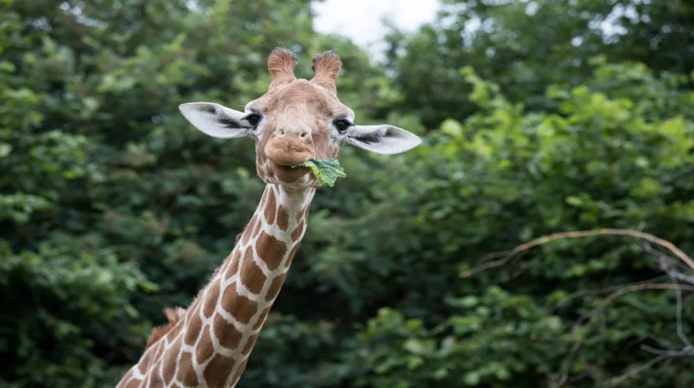 A giraffe facing the camera and chewing a green leaf.