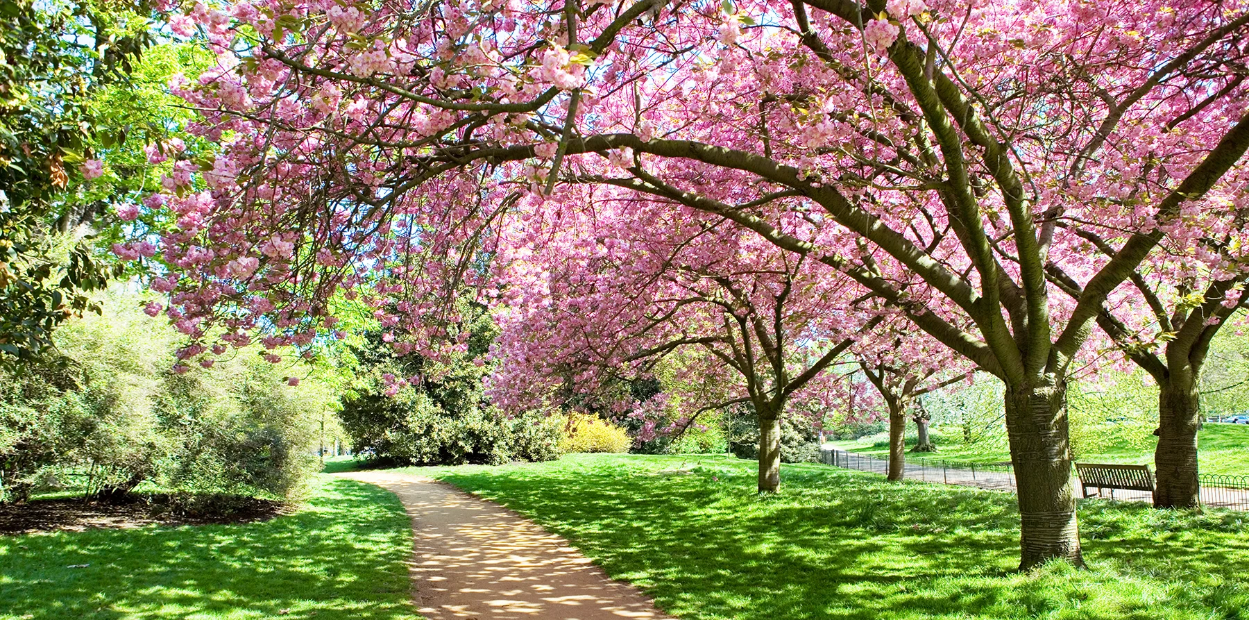 A path through Hyde Park in London, there are lots of trees with pink blossom overhanging the path and causing dappled shadows on the grass and path. 