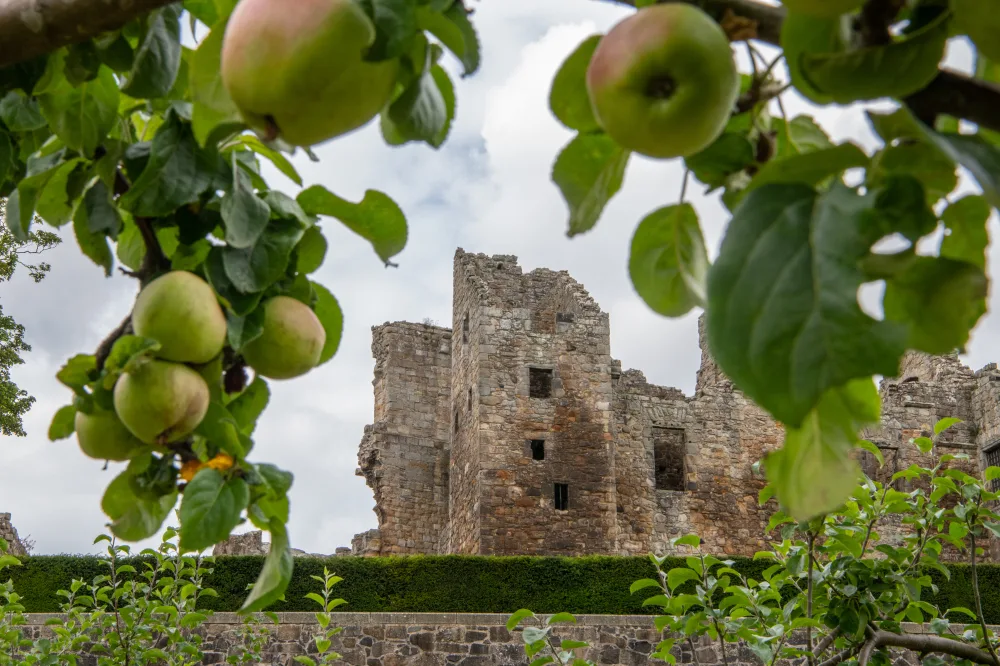 The ruins of an ancient castle seen through the bows of an apple tree. 