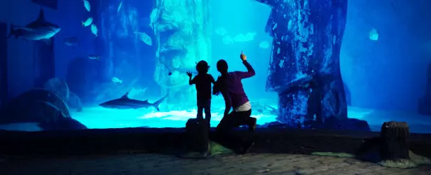 An adult and a child silhouetted against the glass wall of an aquarium full of fish and lit with blue light.