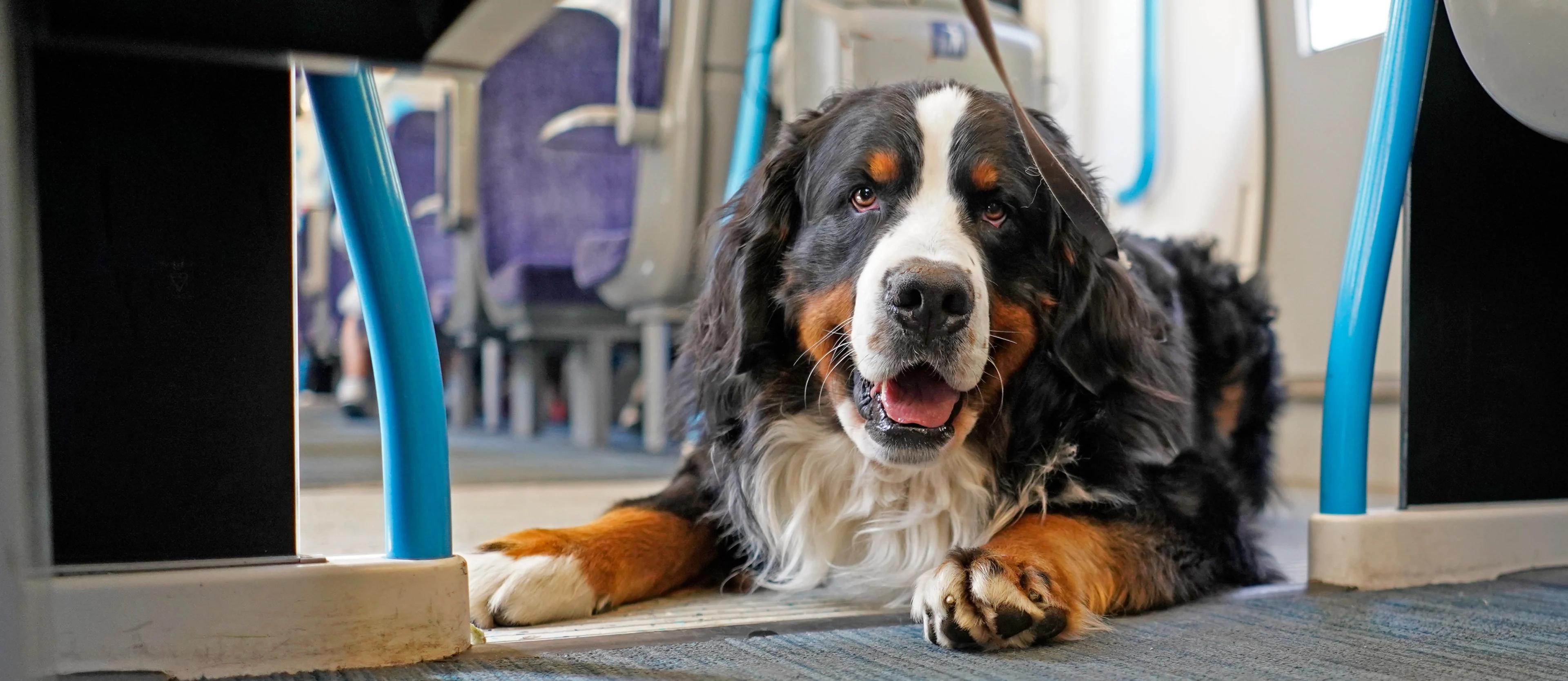 A dog on a lead sitting on the floor of a train