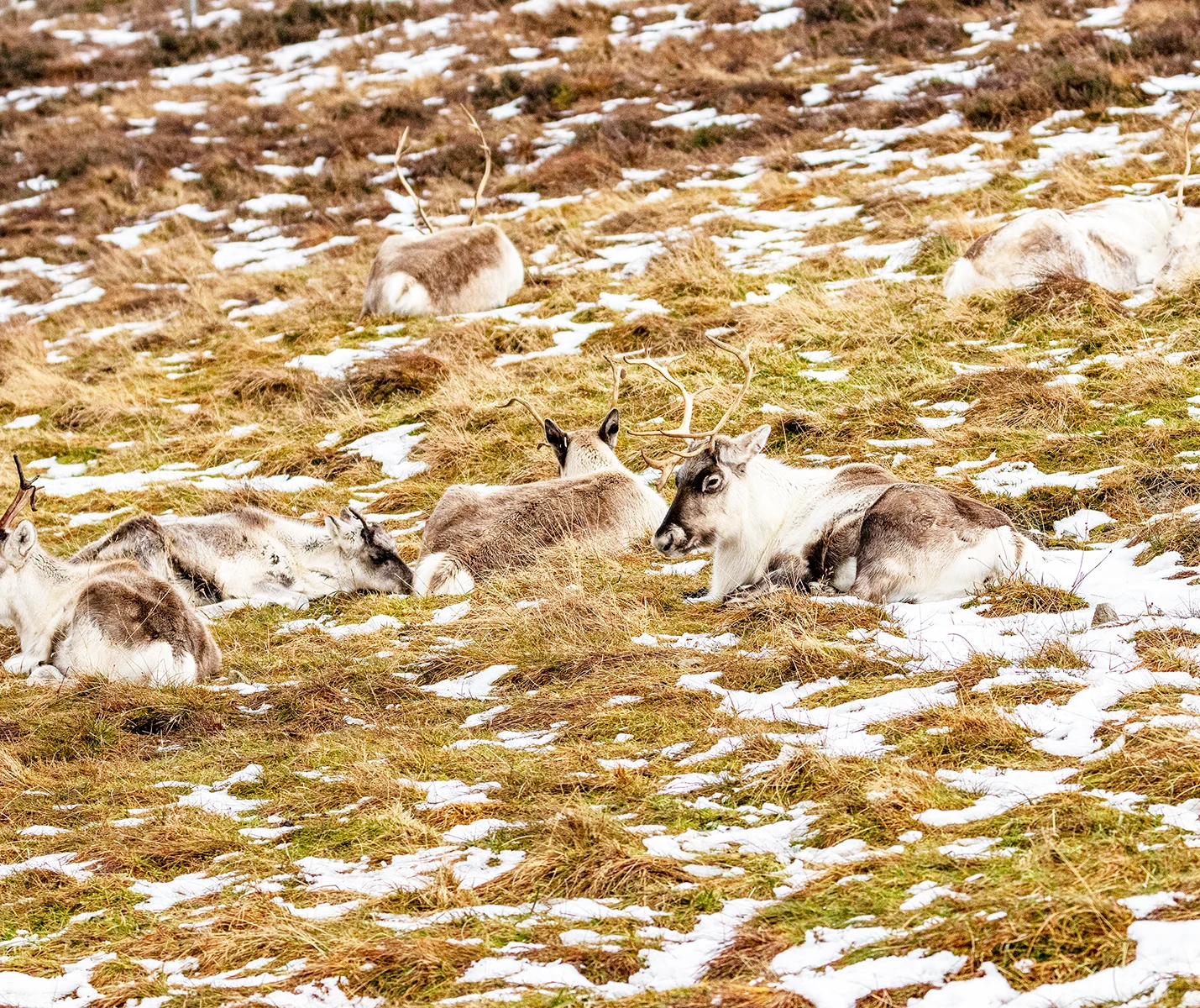 Reindeer lying on grass with patches of snow.