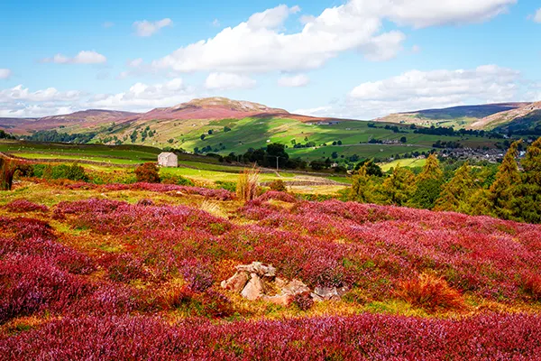 A view of the Yorkshire Dales with bright red heather, green hills, and a blue sky. 