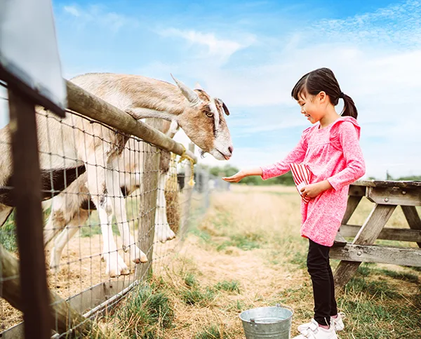 An East Asian girl in a pink dress and black leggings holds out her hand to feed a goat over a fence. 