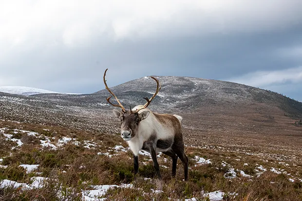 A reindeer standing on a snowy hillside. 